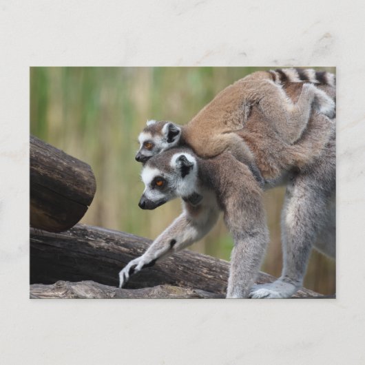 Klingelschwanzmutter und Baby Postkarte (Vorderseite)