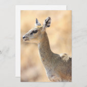 Klipspringer Feiertagskarte (Vorne/Hinten)