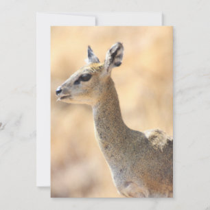 Klipspringer Feiertagskarte
