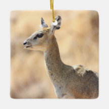 Klipspringer