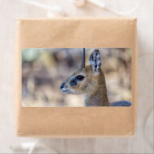 Klipspringer Portrait (Insitu)
