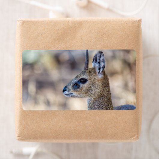 Klipspringer Portrait (Insitu)