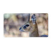 Klipspringer Portrait (Vorne)