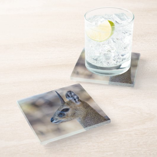 Klipspringer Portrait Glasuntersetzer (Schrägansicht)
