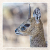 Klipspringer Portrait Glasuntersetzer (Vorderseite)