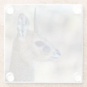 Klipspringer Portrait Glasuntersetzer (Rückseite)