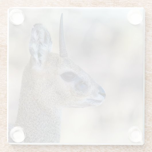 Klipspringer Portrait Glasuntersetzer (Rückseite)