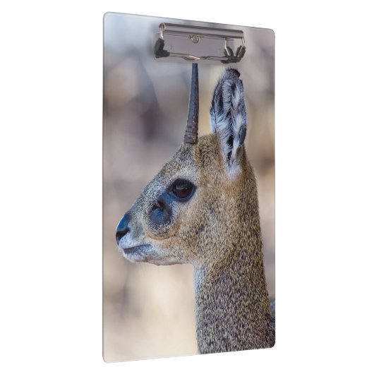 Klipspringer Portrait Klemmbrett (Rechts)