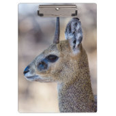 Klipspringer Portrait Klemmbrett (Vorderseite)