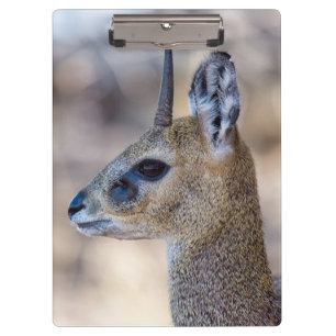 Klipspringer Portrait Klemmbrett