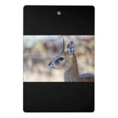Klipspringer Portrait Mini Klemmbrett (Rückseite)