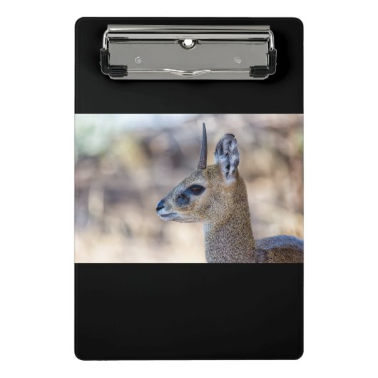 Klipspringer Portrait Mini Klemmbrett (Vorderseite)