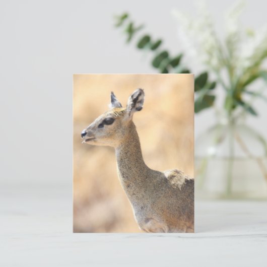 Klipspringer Postkarte (Stehend Vorderseite)