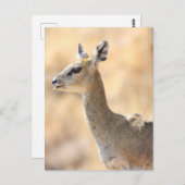 Klipspringer Postkarte (Vorne/Hinten)