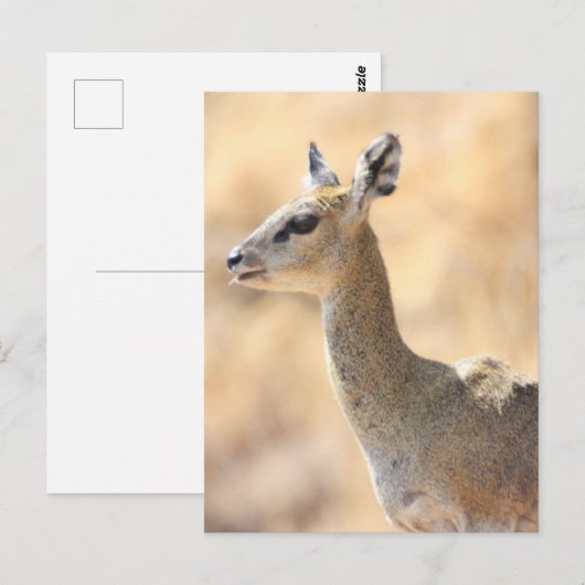 Klipspringer Postkarte (Vorne/Hinten)