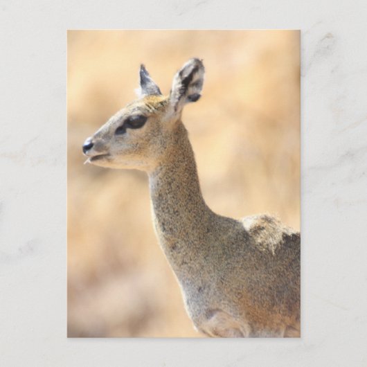 Klipspringer Postkarte (Vorderseite)