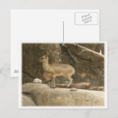 Klipspringer Postkarte (Vorne/Hinten)