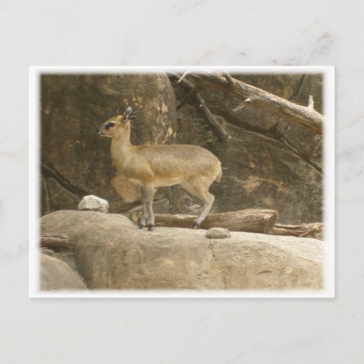 Klipspringer Postkarte (Vorderseite)