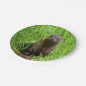 Kluger Fluss-Otter Pappteller (Schrägansicht)