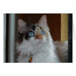 Klugheit schaut oben Karte