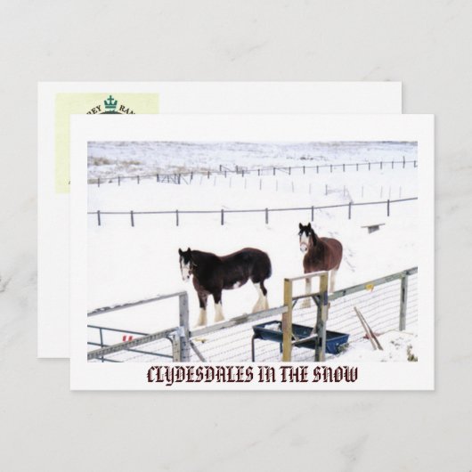KLYDESDALEN IM SCHNEE POSTKARTE (Vorne/Hinten)