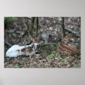KMCphoto Piebald Deer and Sibling Poster (Vorne)