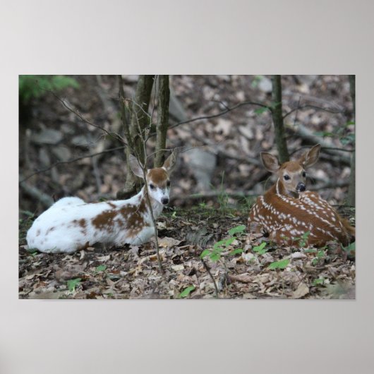 KMCphoto Piebald Deer and Sibling Poster (Vorne)