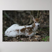 KMCphoto Piebald Deer Poster (Vorne)