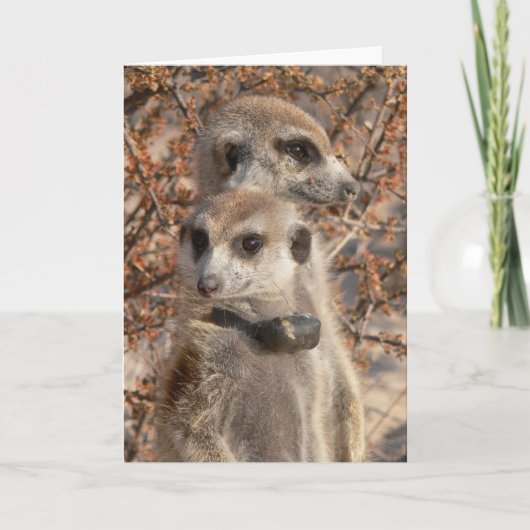 KMP Card 4 - Jo Jo Hello und Habusu Karte (Vorderseite)