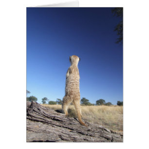 KMP Karte 13 - Moomins Wachposten