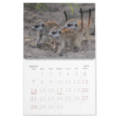 KMP Meerkats 2013 Kalender (Mär 2027)