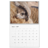 KMP Meerkats - 2020 Kalender (Mär 2027)