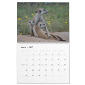 KMP Meerkats 2022 Kalender (Mär 2027)
