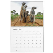 KMP Meerkats 2022 Kalender (Jan 2027)