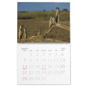 KMP Meerkats - Kalender 2009 (Mär 2027)