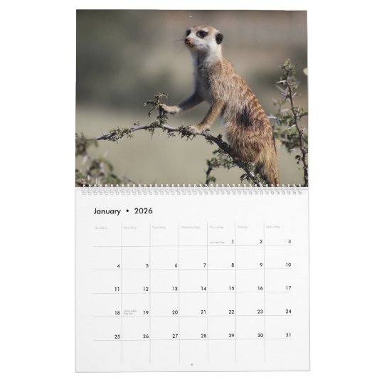 KMP Meerkats Kalender 2023 (Jan 2026)