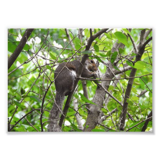 Knabbernde Eichhörnchen Fotodruck (Vorne)