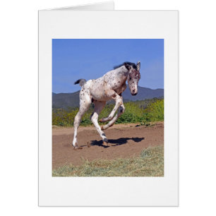 Knabstrupper Colt