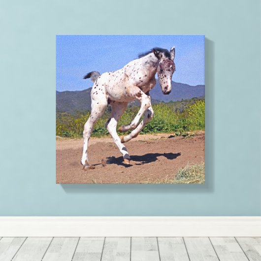 Knabstrupper Colt Leinwanddruck (Insitu (Holzboden))