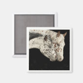 Knabstrupper Colts Magnet (Vorderseite/Rückseite)