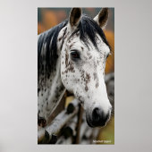 Knabstrupper Poster (Vorne)