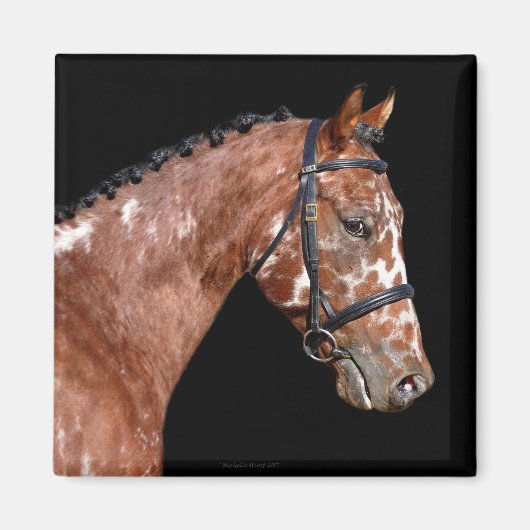 Knabstrupper Stallion Hornet Magnet (Vorne)