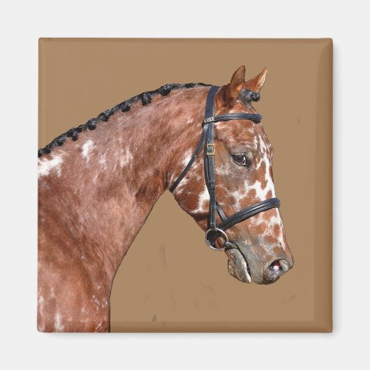 Knabstupper Stallion Magnet (Vorne)