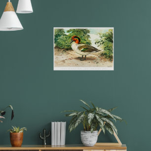 Knäkente Poster