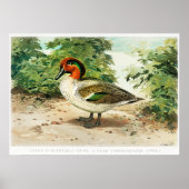 Knäkente Poster (Vorne)