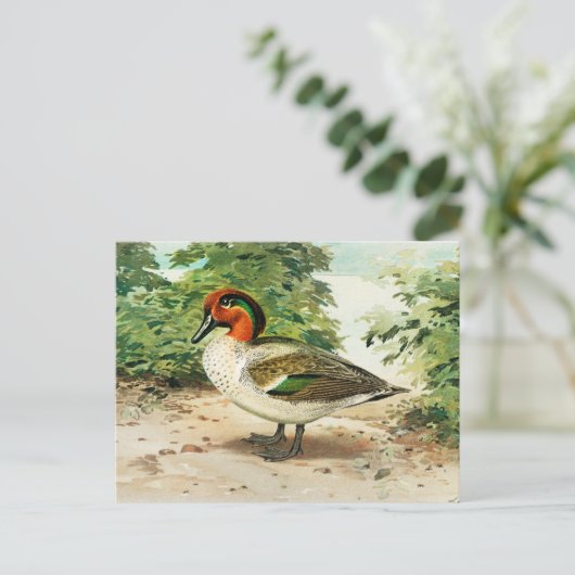 Knäkente Postkarte (Stehend Vorderseite)