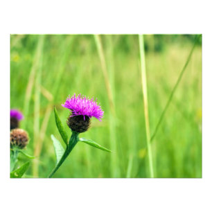 Knapweed Fotodruck