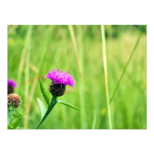 Knapweed Fotodruck (Vorne)
