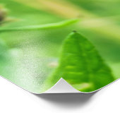 Knapweed Fotodruck (Ecke)