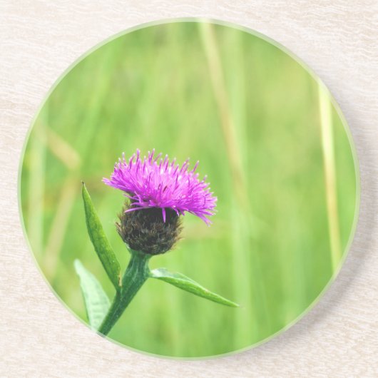 Knapweed Getränkeuntersetzer (Vorne)